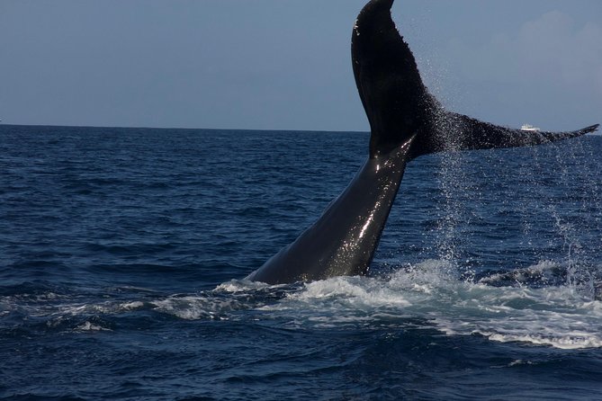 Private Whale Watching Charter (Grand Turk) - Snacks, water, and a comfortable half-day pace