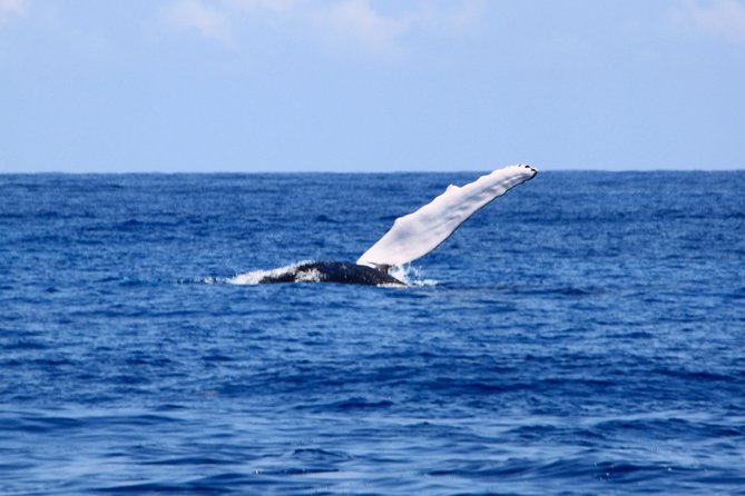 Private Whale Watching Charter (Grand Turk) - Grand Turk planning, not Providenciales planning