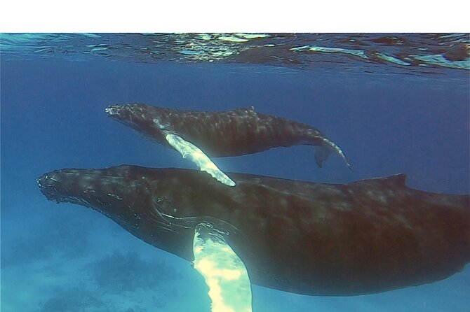 Private Whale Watching Charter (Grand Turk) - Who gets the best value from this charter?