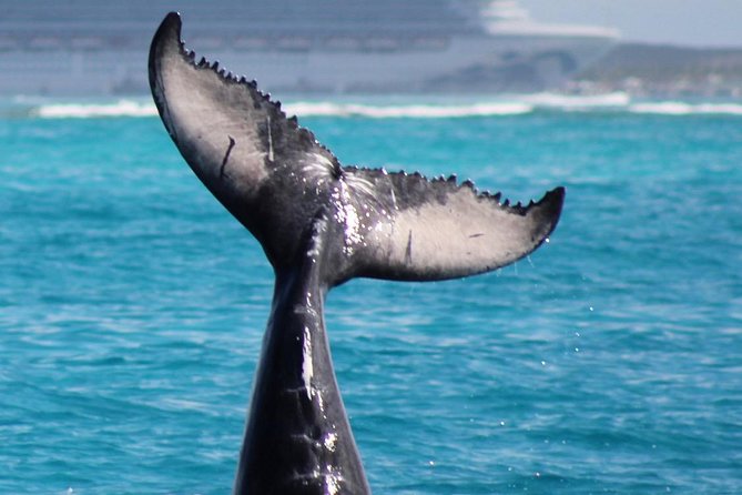 Private Whale Watching Charter (Grand Turk) - Searching Grand Turk waters for humpback whales