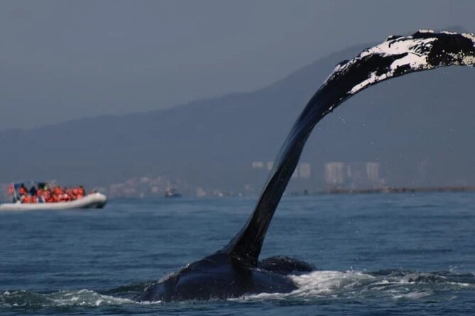 Private whale watching in Puerto Vallarta for 3 Hours - Key points before you book