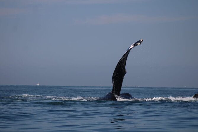 Private whale watching in Puerto Vallarta for 3 Hours - A private search for whales in the Bay of Banderas