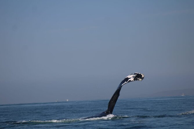 Private whale watching in Puerto Vallarta for 3 Hours - The panga matters for comfort and character