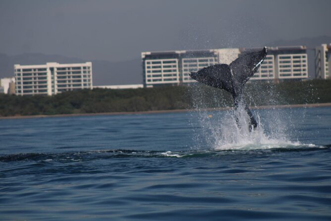 Private whale watching in Puerto Vallarta for 3 Hours - Wildlife sightings can include more than whales