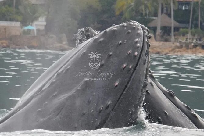 Private whale watching in Puerto Vallarta for 3 Hours - Is $315 a fair price for your group?