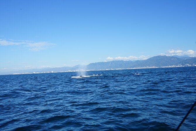 Private whale watching in Puerto Vallarta for 3 Hours - Meeting at Los Peines, Isla Iguana