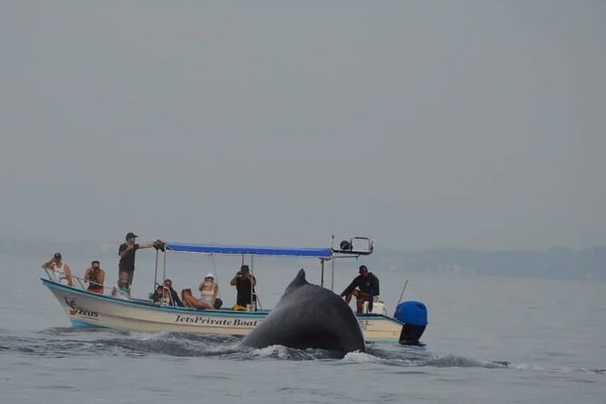 Private whale watching in Puerto Vallarta for 3 Hours - Who will get the most from this whale watch?
