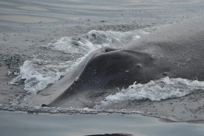 Private whale watching in Puerto Vallarta for 3 Hours - Weather, cancellations, and the best booking strategy