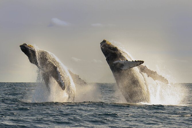 Private Whale Watching in San José del Cabo - Why this San José del Cabo whale trip feels different