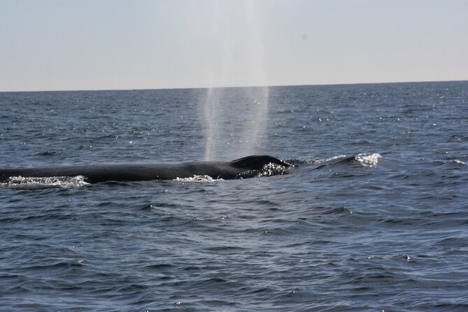 Private Whale Watching in San José del Cabo - The hydrophone is the tour’s special feature