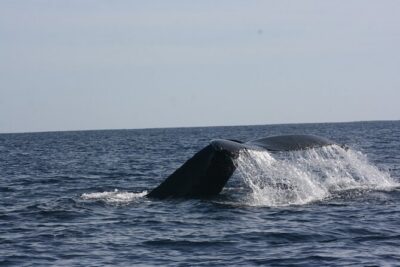 Private Whale Watching in San José del Cabo