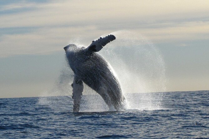 Private Whale Watching in San José del Cabo - Boat comfort and the value of a private group