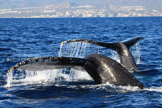 Private Whale Watching in San José del Cabo - Is $200 per person a fair price?