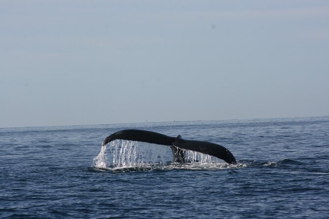Private Whale Watching in San José del Cabo - The best departure time for your day