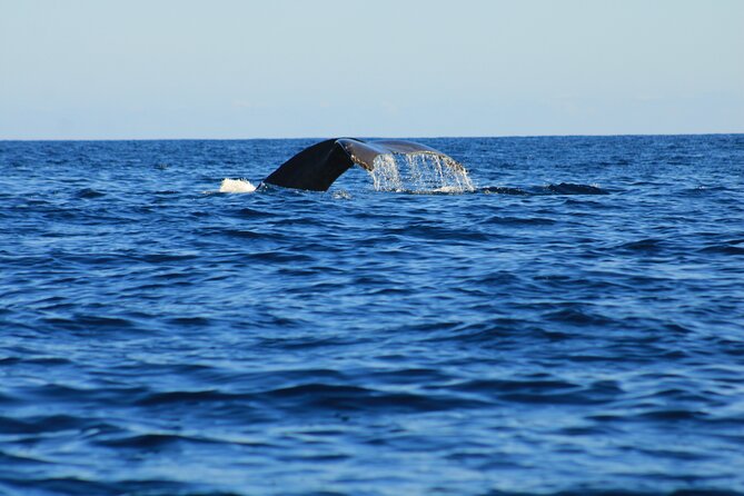 Private Whale Watching in San Jose Del Cabo snack,drinks,Warranty - Five Reasons This San José del Cabo Trip Is Worth a Look