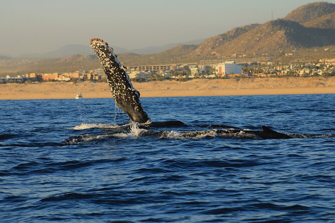 Private Whale Watching in San Jose Del Cabo snack,drinks,Warranty - Meeting Near La Marina Inn in San José del Cabo