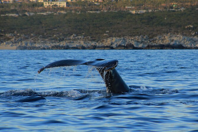 Private Whale Watching in San Jose Del Cabo snack,drinks,Warranty - Watching Humpback Whales in Their Natural Setting