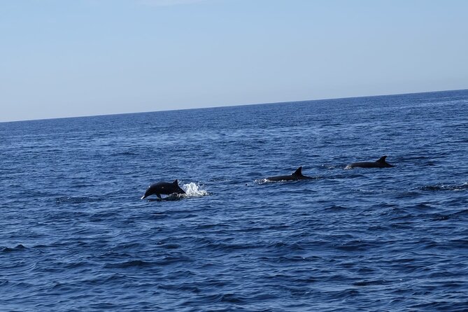 Private Whale Watching in San Jose Del Cabo snack,drinks,Warranty - Snacks, Drinks, and Comfort on the Water