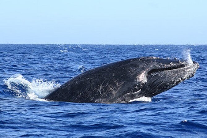 Private Whale Watching in San Jose Del Cabo snack,drinks,Warranty - Who Will Get the Most From This Tour