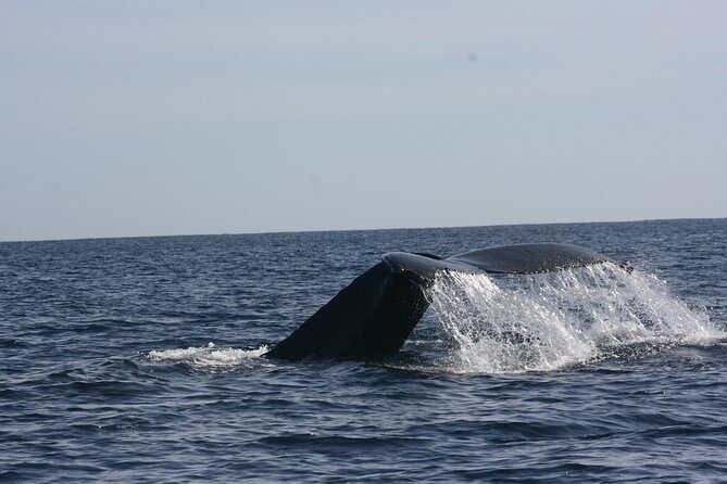 Private Whale Watching in San José del Cabo - Starting at the Poblado La Playa marina