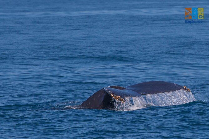 Private Whale watching Puerto Vallarta - Key points at a glance