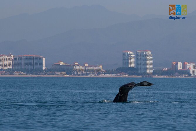 Private Whale watching Puerto Vallarta - Crossing Banderas Bay in search of wildlife