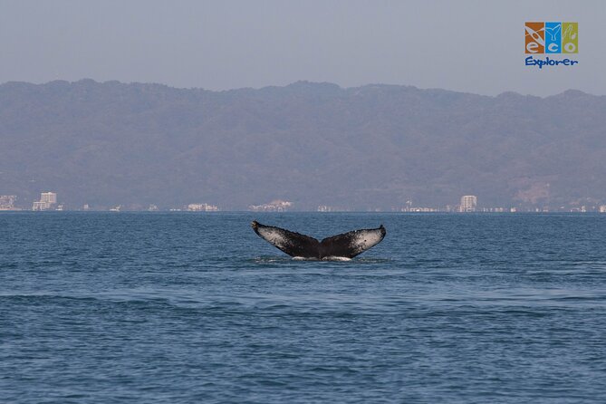 Private Whale watching Puerto Vallarta - What the guides add on the water