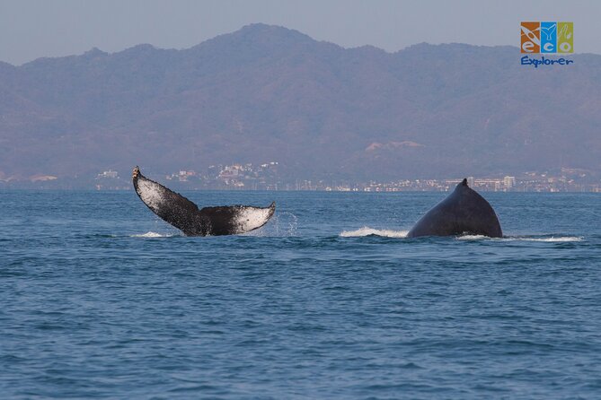 Private Whale watching Puerto Vallarta - Snacks instead of lunch