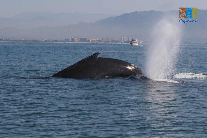 Private Whale watching Puerto Vallarta - Is $650 a good value for six people?