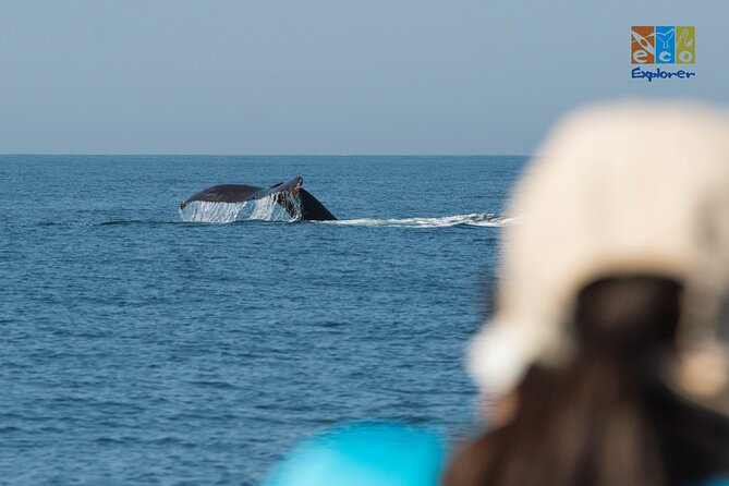 Private Whale watching Puerto Vallarta - What makes this private format useful