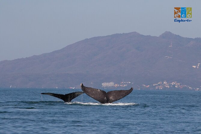 Private Whale watching Puerto Vallarta - Timing, weather, and cancellation rules