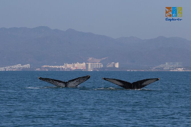Private Whale watching Puerto Vallarta - Why the hydrophone changes the experience