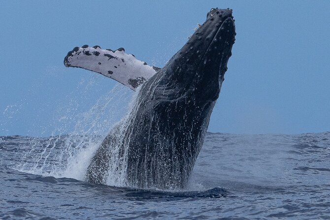 Private Whale Watching Safari from North Shore Oahu - Why this private North Shore trip works