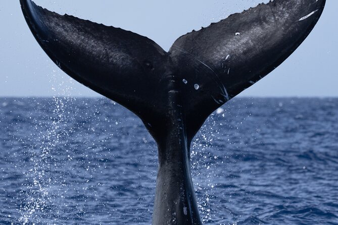 Private Whale Watching Safari from North Shore Oahu - Pipeline offers a close look at surf history