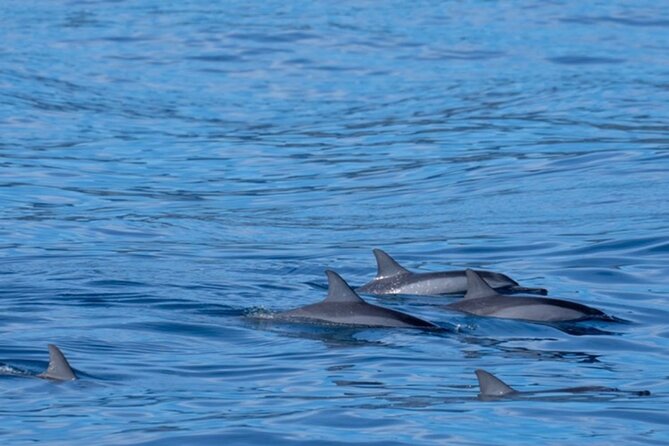Private Whale Watching Safari from North Shore Oahu - The crew can make the difference