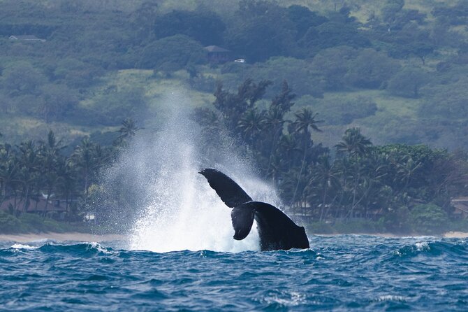 Private Whale Watching Safari from North Shore Oahu - What the $600 price really means