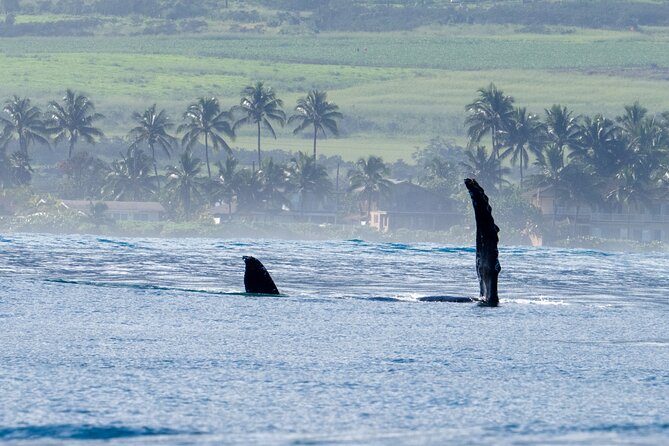 Private Whale Watching Safari from North Shore Oahu - Haleiwa gives the trip a useful starting point