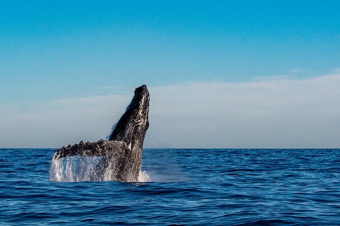 Private Whale Watching Sailing Adventure - Watching for humpback whales from December to April
