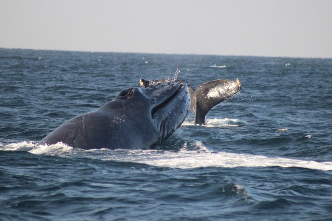 Private Whale Watching Tour in Puerto Vallarta - Key points at a glance