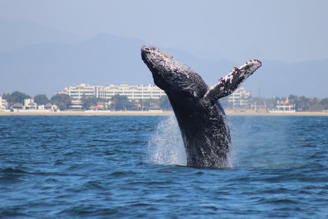 Private Whale Watching Tour in Puerto Vallarta - Meeting at Marina Vallarta