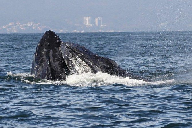 Private Whale Watching Tour in Puerto Vallarta - Watching humpbacks without rushing them