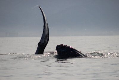 Private Whale Watching Tour in Puerto Vallarta