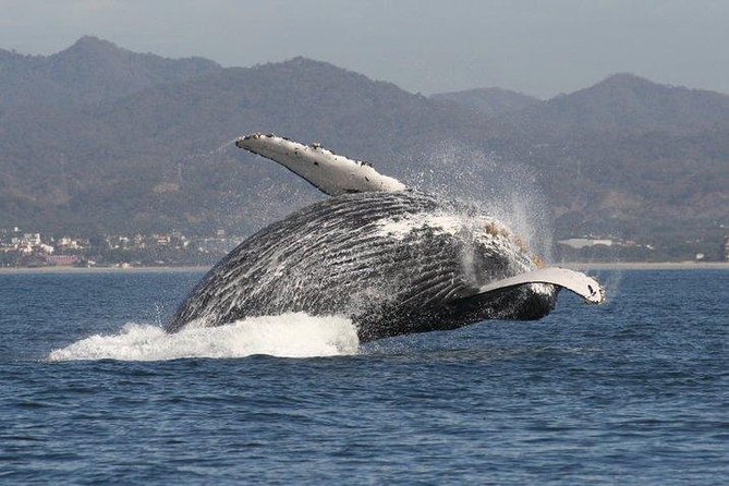 Private Whale Watching Tour in Puerto Vallarta - More than whales in Banderas Bay