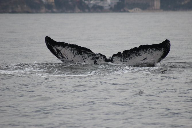 Private Whale Watching Tour in Puerto Vallarta - Lunch with a 360-degree view