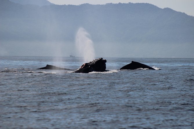 Private Whale Watching Tour in Puerto Vallarta - How the private price adds up