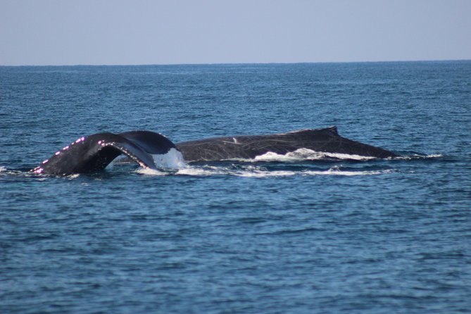 Private Whale Watching Tour in Puerto Vallarta - Who should book this experience
