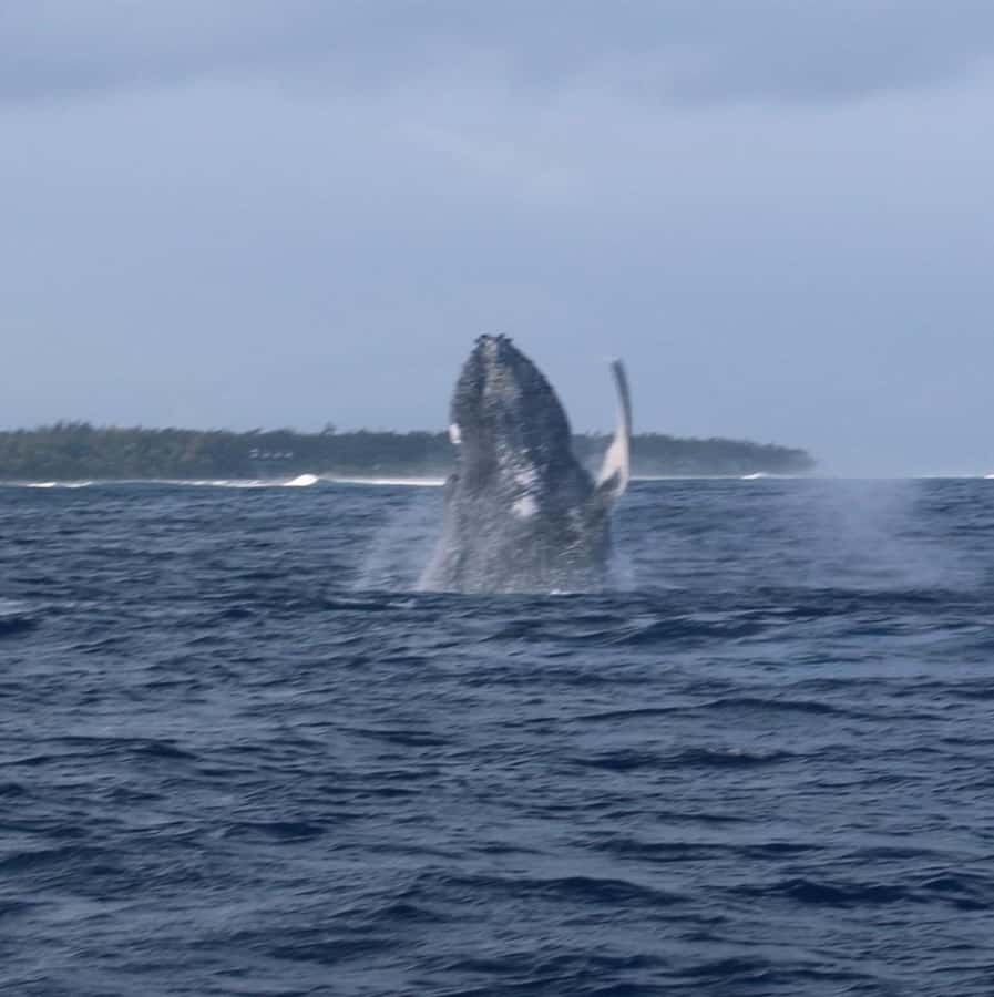 Private :Whales and dolphins watching/Swimming with dolphins - Key points at a glance
