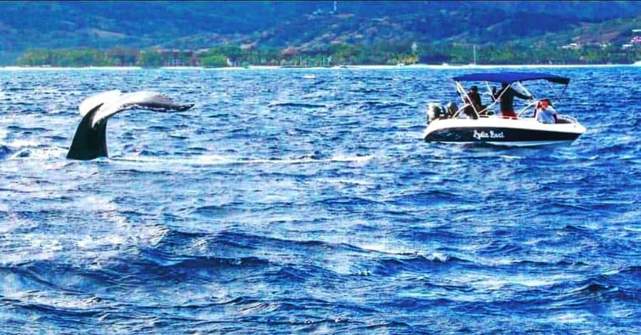 Private :Whales and dolphins watching/Swimming with dolphins - Meeting the boat at Le Morne Public Beach