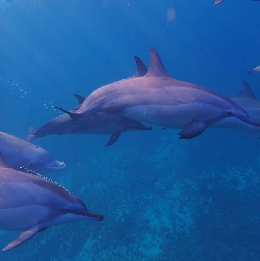Private :Whales and dolphins watching/Swimming with dolphins - Watching dolphins in their natural home