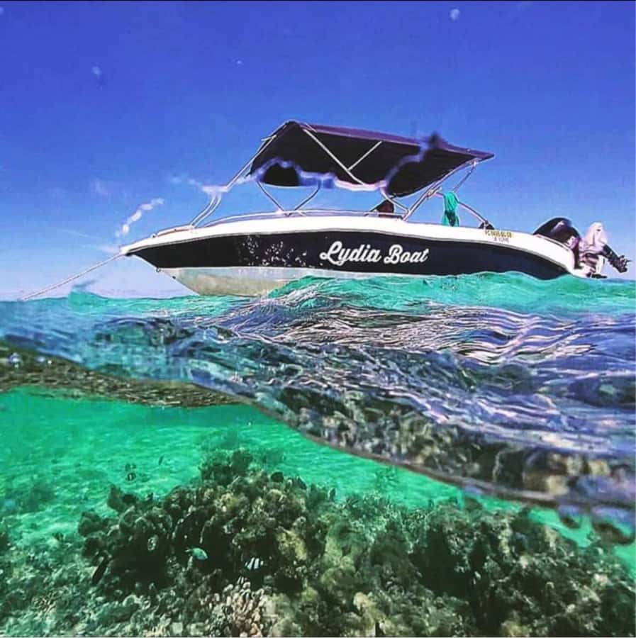 Private :Whales and dolphins watching/Swimming with dolphins - The value of a small family business